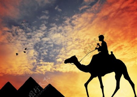 夕阳下的骆驼行人