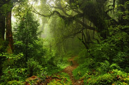 热带雨林树丛