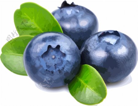 插画手绘蓝色蓝莓水果素材AI矢量水果元素