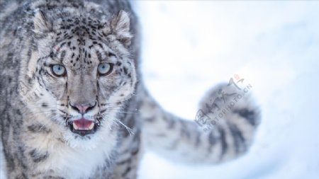 冰天雪地的豹