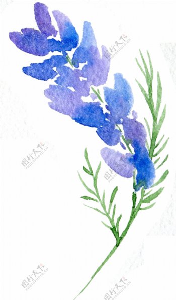 紫兰花朵卡通透明素材