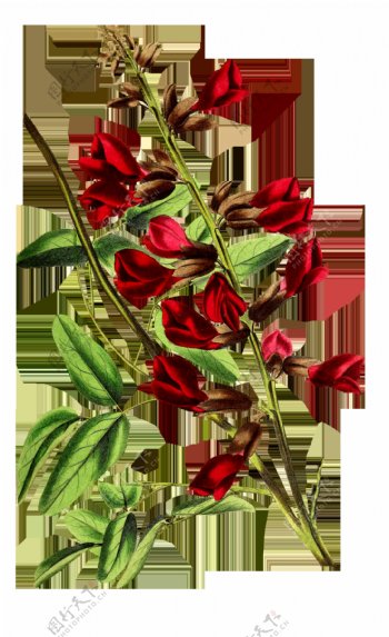 红叶玫瑰卡通透明素材