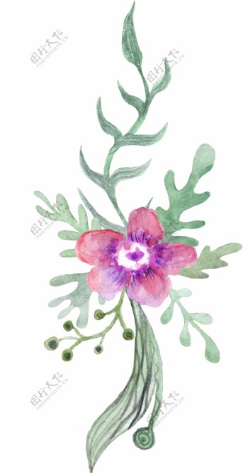 细长植物花卉卡通透明素材