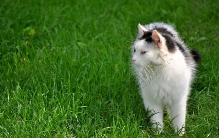 草地上猫咪摄影