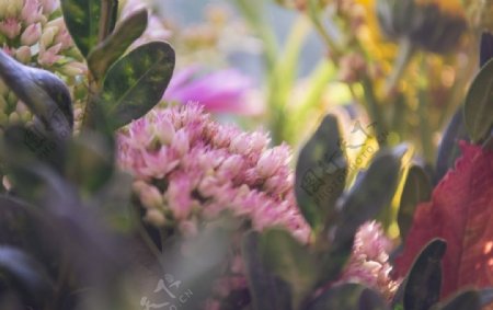 鲜花鲜花背景