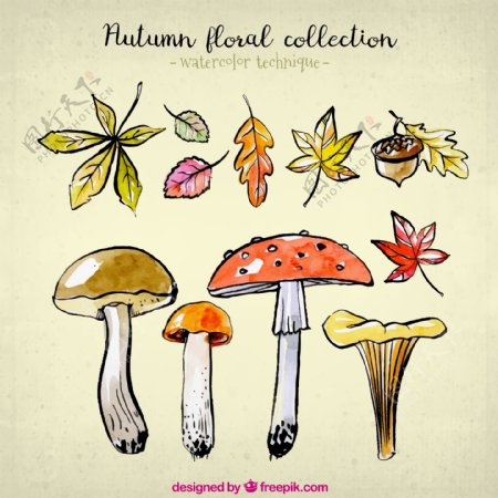 7款彩绘秋季树叶和4款蘑菇矢量
