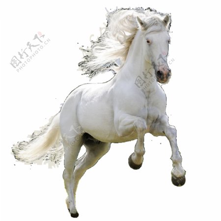 白色马匹透明素材