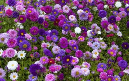 紫苑七彩花卉