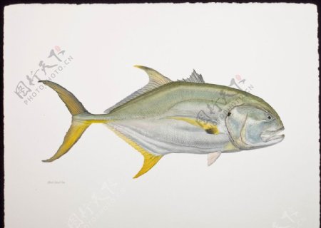 鱼类手绘插画