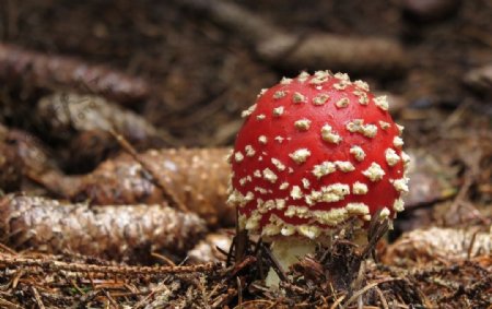 森林毒蘑菇