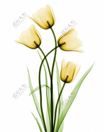 黄色烂漫花卉卡通透明素材