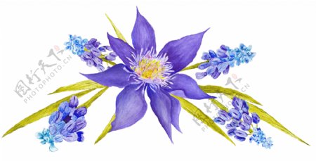 紫色美丽花卉透明装饰素材