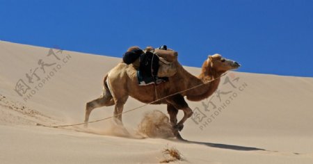 戈壁滩骆驼