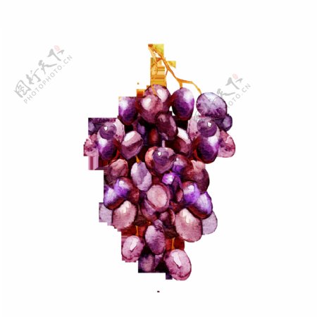 手绘一串紫色葡萄装饰素材