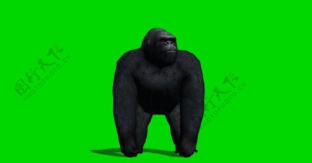 黑猩猩绿屏抠像视频素材