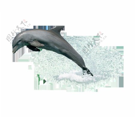 海豚png元素