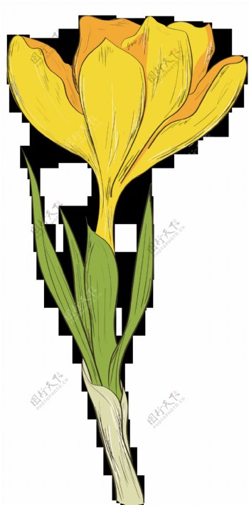 手绘一朵黄色花透明花朵素材