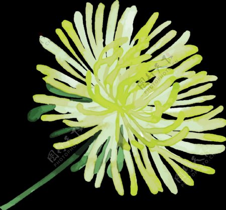 素雅黄白色花朵手绘菊花装饰元素