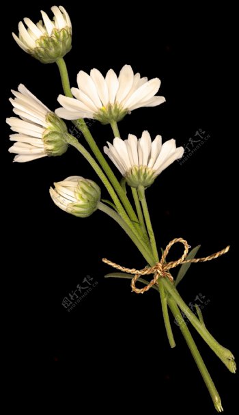 清新白色花朵手绘菊花装饰元素