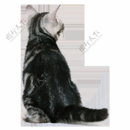 黑色猫咪背影素材