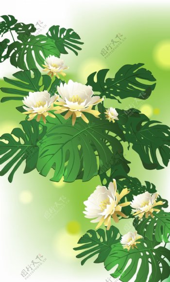 清新白色的花朵插画