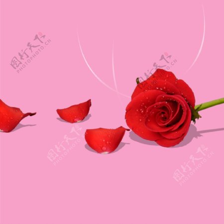 情人节红色玫瑰花朵和花瓣装饰元素