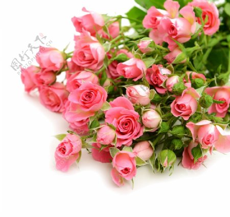 粉色玫瑰花朵情人节素材