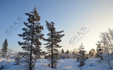 白雪树木风景