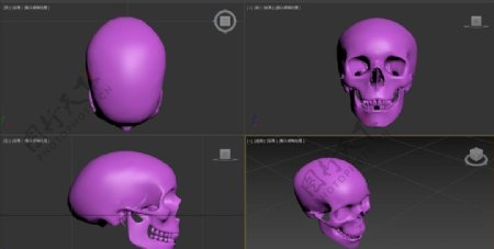 3D模型骷髅头骨