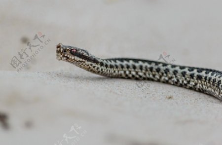 野生毒蛇