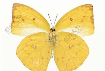 黄色胡蝶