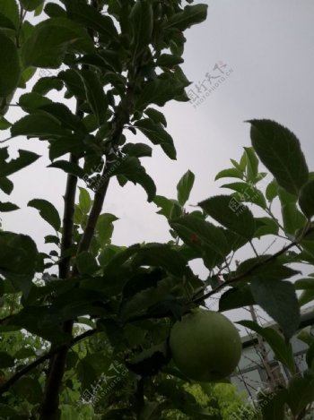 树上的苹果苹果青苹果