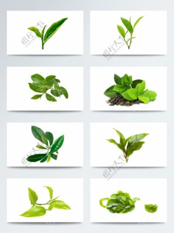 产品实物绿色叶子茶叶绿茶叶PNG元素