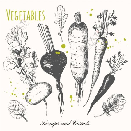 时尚手绘蔬菜萝卜插画
