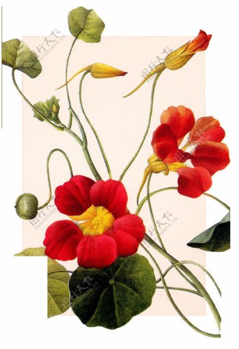 红色鲜艳的花朵花枝透明素材