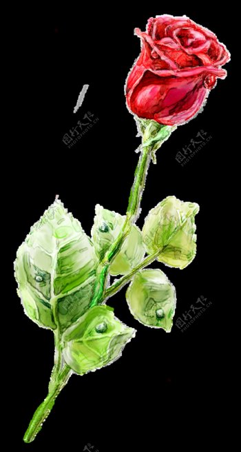 一株美丽的玫瑰花透明植物素材