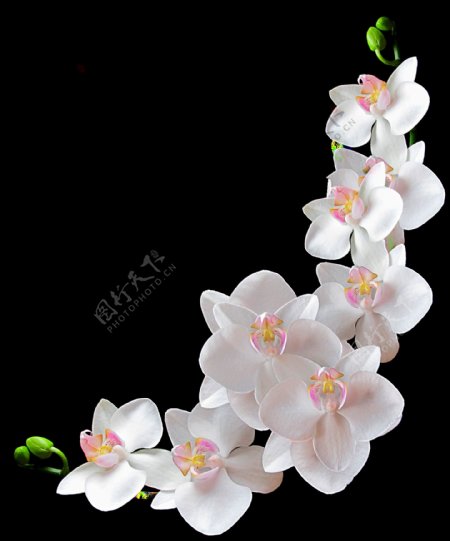 白色鲜花树枝png元素