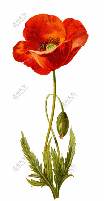 手绘一棵红色花卉植物透明装饰素材