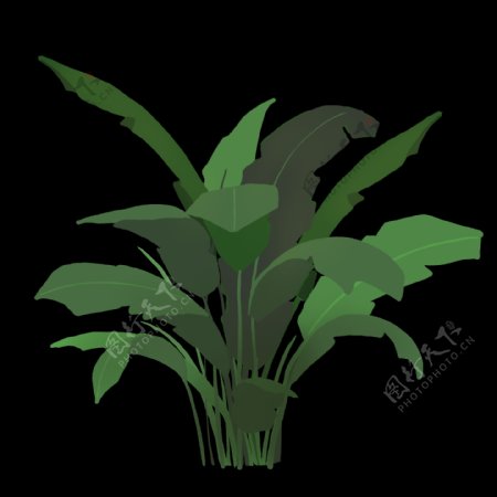 芭蕉叶植物PNG透明素材