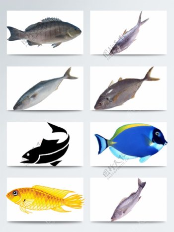常见简单多种鱼类透明素材合集