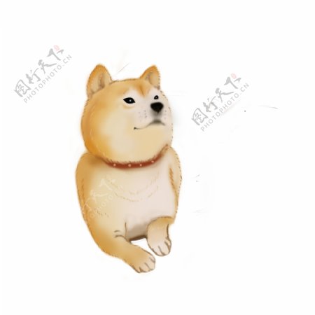 手绘黄色白色贱贱的动物日本柴犬