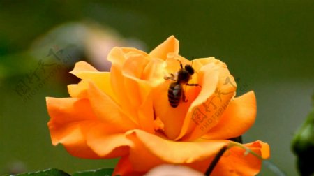 蜜蜂在玫瑰花上采蜜
