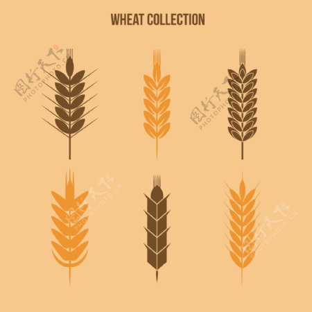 6款小麦合集图案设计