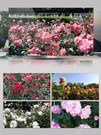 2k植物园盛开美丽鲜花桃花玫瑰花