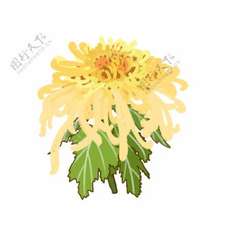 手绘秋季黄色菊花可商用元素