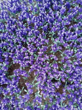 紫色假花坪