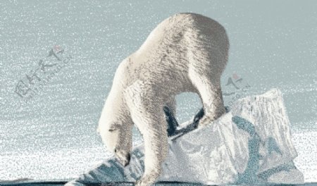 北极熊保护动物海报