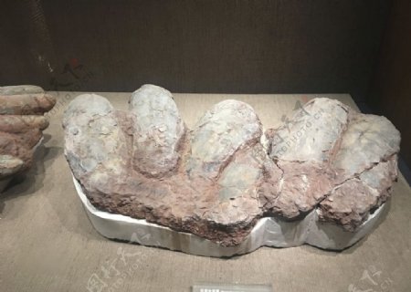 恐龙蛋化石