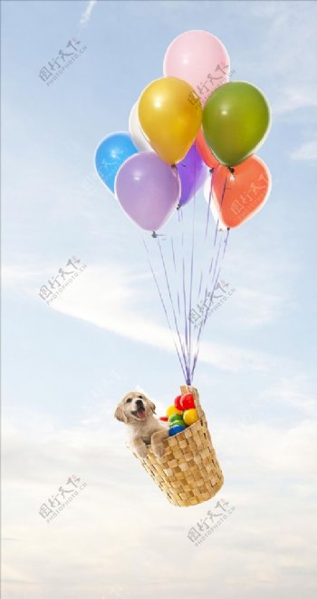 气球与狗