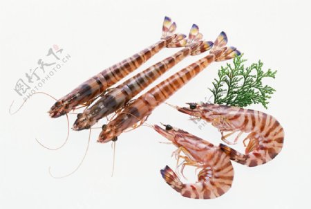 新鲜鱼虾贝蟹类水生物